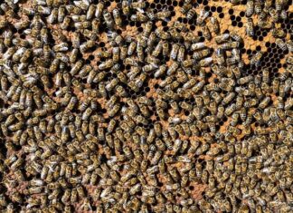 Czy pasieka musi być zarejestrowana? Czy pasieka musi być zarejestrowana?