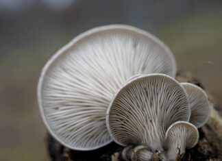 Kiedy zbiera się boczniaki?