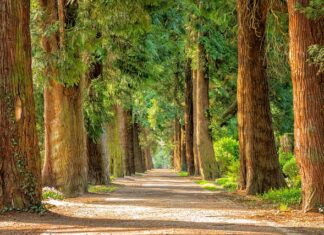 Przy jakich drzewach rosną grzyby?