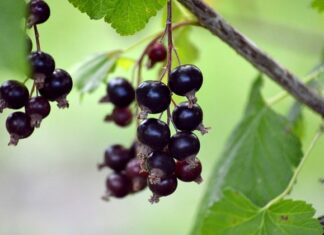 Ile żeberek na 20 m kwadratowych?