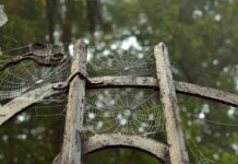 Z czego można zrobić pajęczynę?