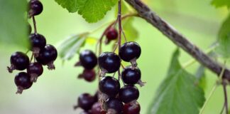 Ile żeberek na 1 metr kwadratowy?