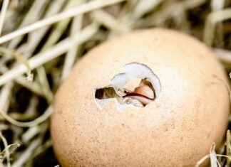 Czy kurczak z grilla jest zdrowy?