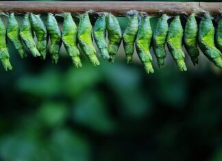 Co jedzą larwy pszczoły? Co jedzą larwy pszczoły?