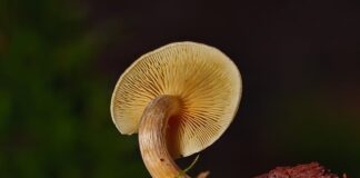 Jak samemu wyhodować grzybnię?