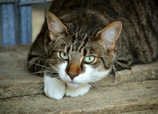 Po czym poznać że makrela wędzona jest świeża?