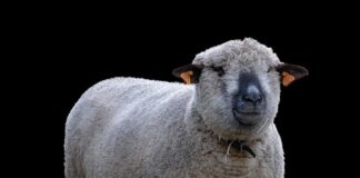 Czy można hodować prawdziwki?