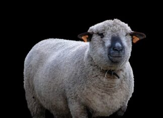 Czy można hodować prawdziwki? Czy można hodować prawdziwki?