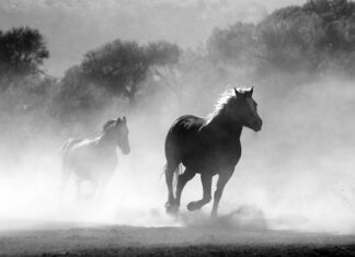 Czy można palić papierosy na ulicy? Czy można palić papierosy na ulicy?