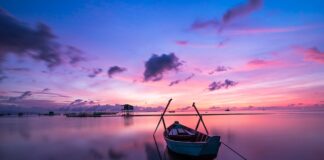 Jaki kolor matki pszczelej?