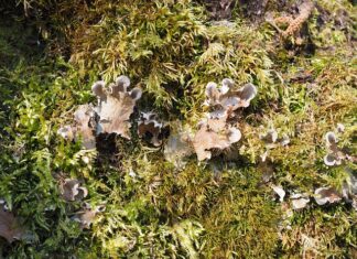 Jaka mikoryza jest najlepsza?