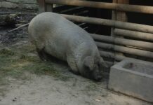 Jak zrobić zwierzątka z rolki po papierze toaletowym?