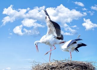 Jak długo żyją bociany?