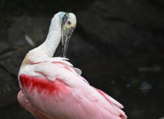 Jak tanio wygładzić ściany?