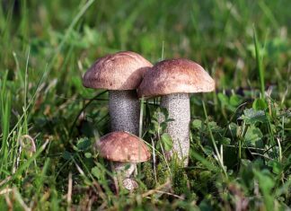 W jakich miejscach rosną prawdziwki?