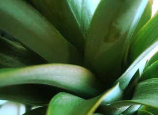 Czym Wysypać wierzch doniczki?