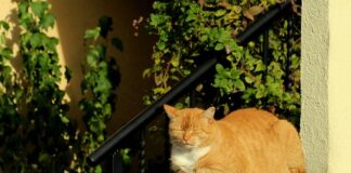 Po co Wygrzewać Wędzarnię?