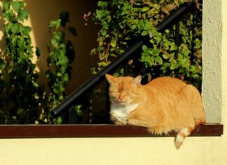 Po co Wygrzewać Wędzarnię?