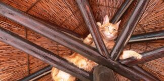 Czym powinno się łączyć krokwie?