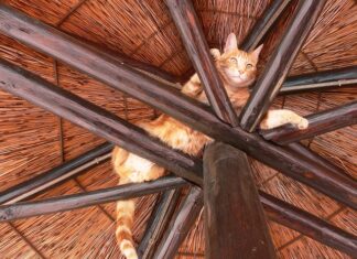 Czym powinno się łączyć krokwie?