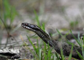 Dlaczego e papieros syczy?