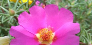 Jak zrobić stek z kalafiora?