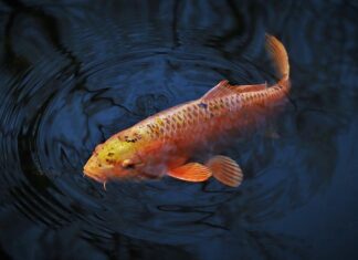 Jakie haki na karpia i amura?